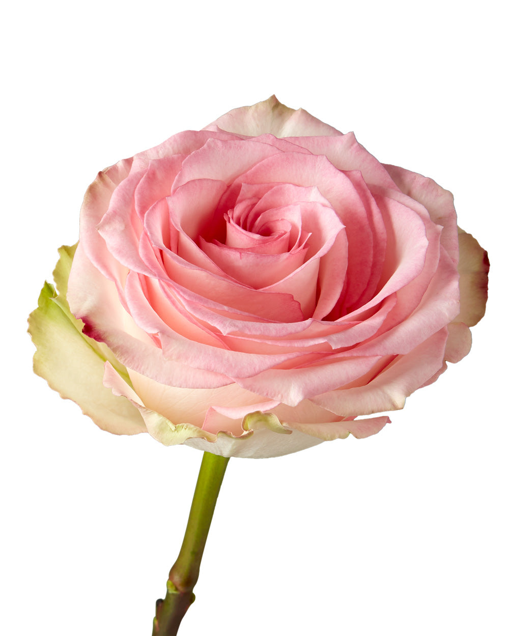 Rose Esperance - Petaljet