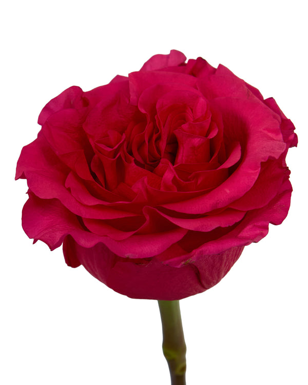 Wholesale Exotic Berry Garden Rose | PetalJet