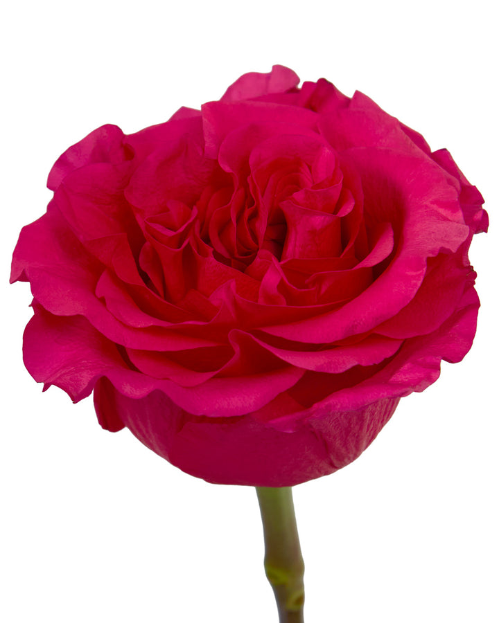 Exotic Berry Garden Rose