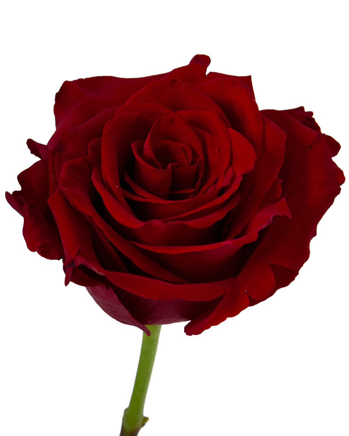 Red Roses One Pcs Wholesale Explorer Rose Standing Order | PetalJet
