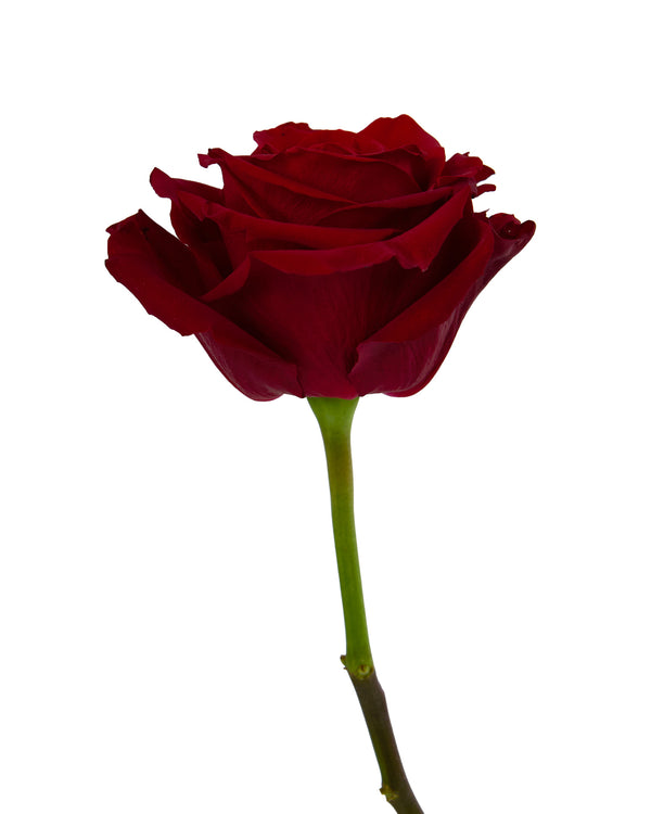 rose-explorer-dark-red-