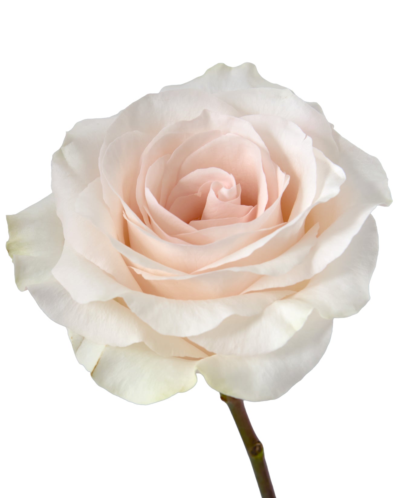 Wholesale Fancy Dreams Rose | PetalJet