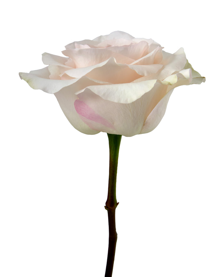 Fancy Dreams Rose Valentine Day