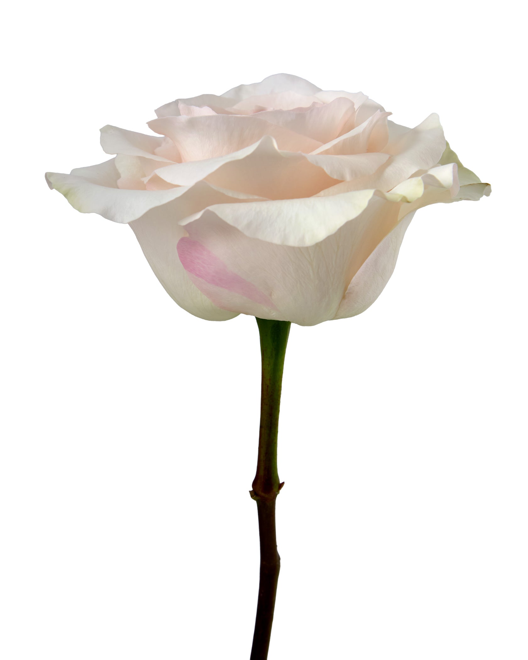 Wholesale Fancy Dreams Rose | PetalJet