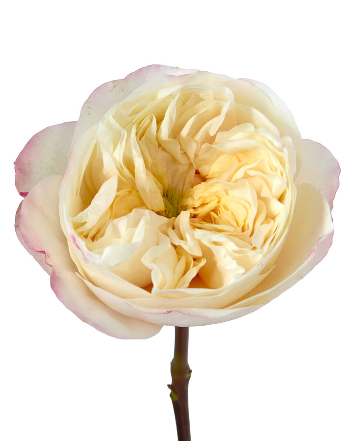 Fatima Gardens Rose Valentine Day