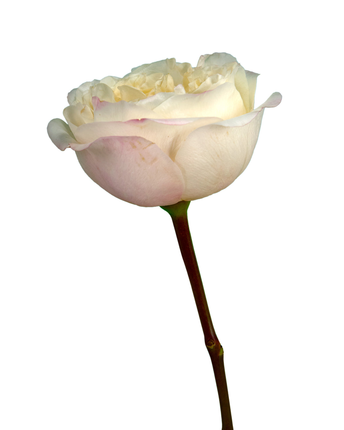 Fatima Gardens Rose Valentine Day