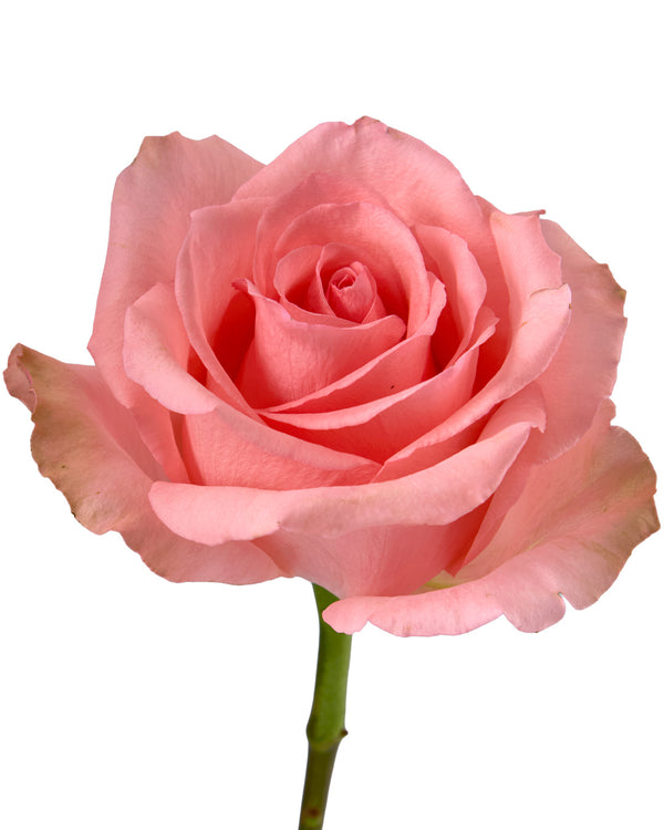 トップス rose SPC186, JiSe/Azure Tranquility 霁色, Chinese Shrub Rose, Non