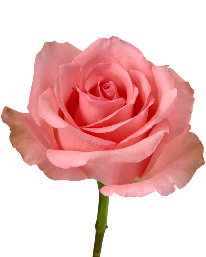 Flirty Rose