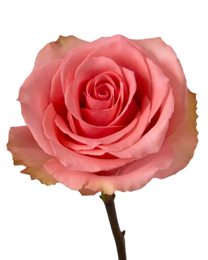 Flirty Rose