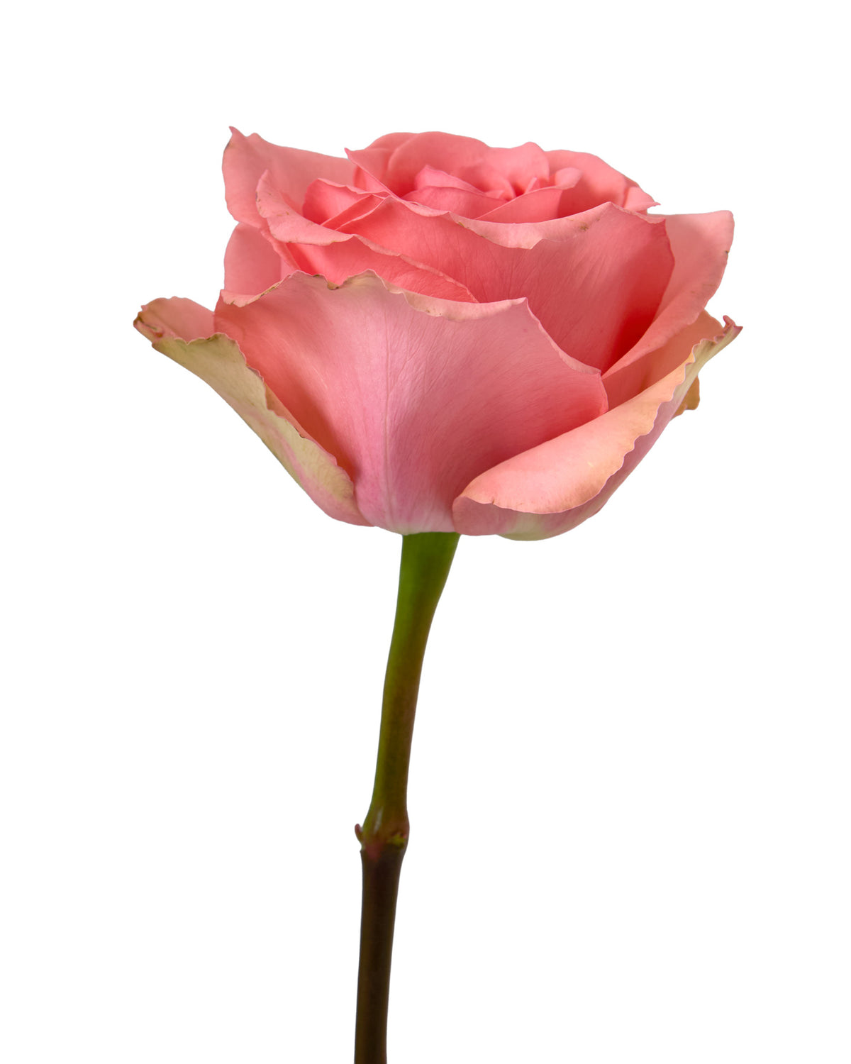Flirty Rose