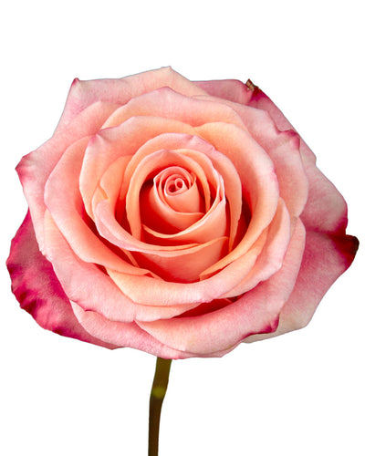 Fragrant Delicious Rose