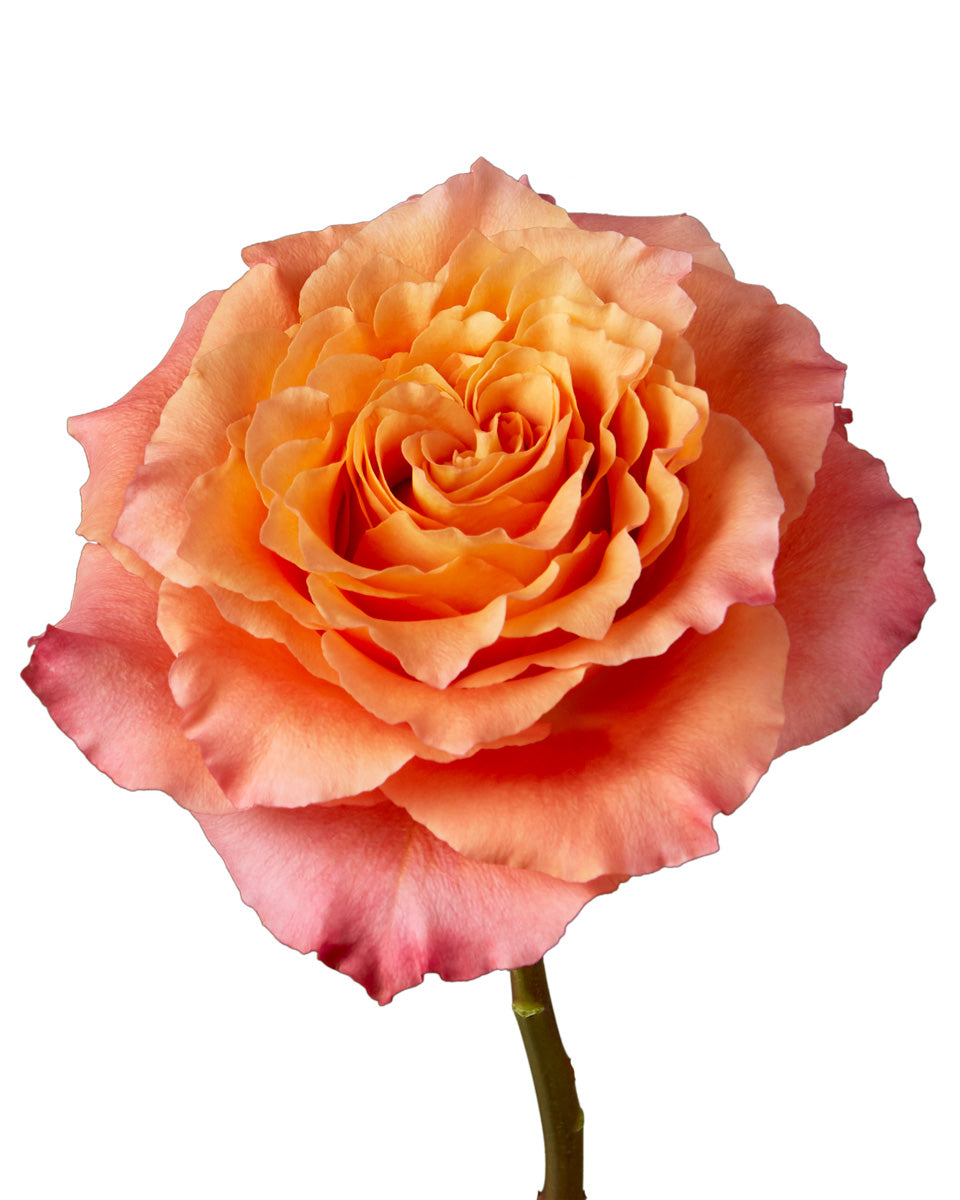 Free Spirit Garden Rose
