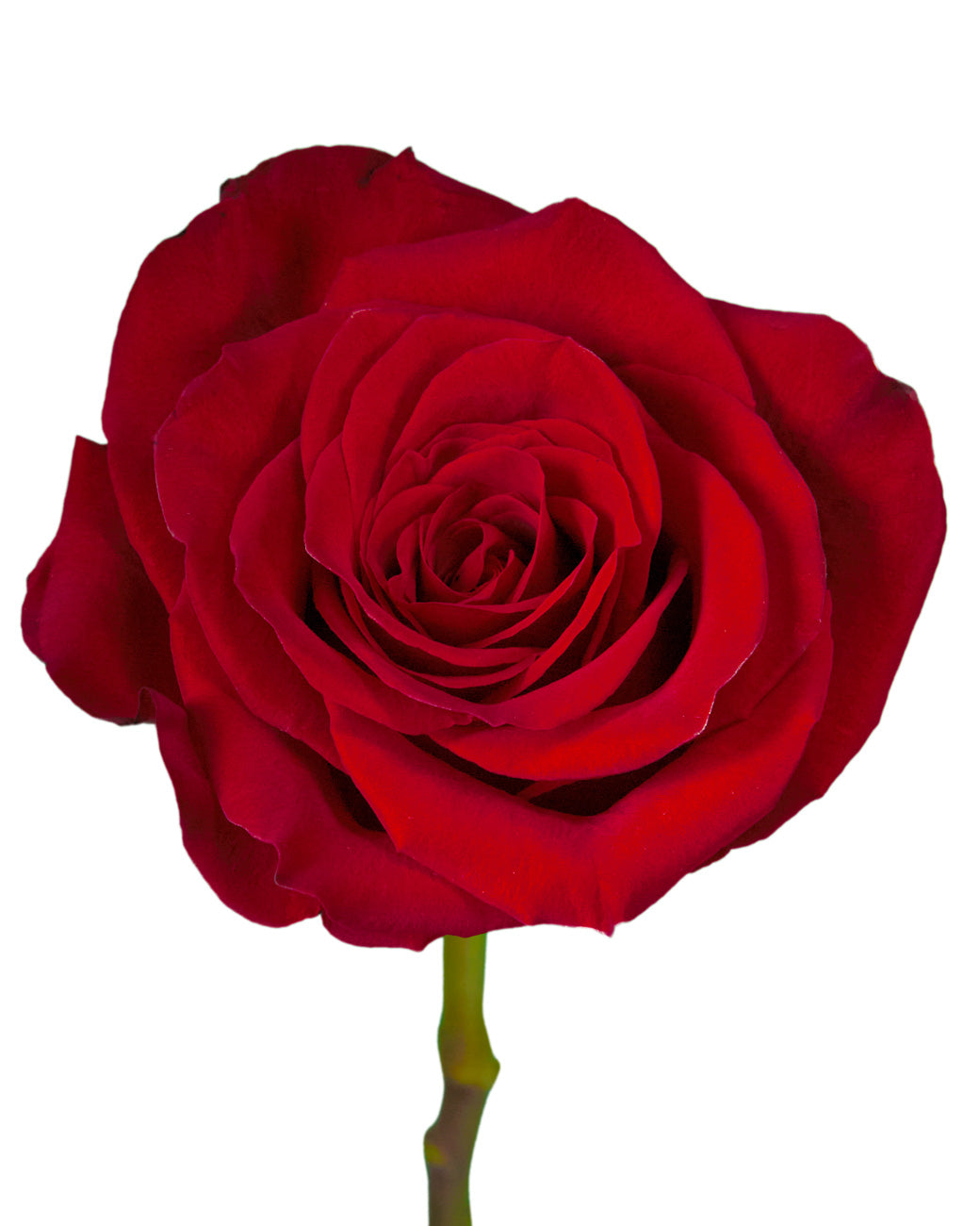 Freedom Rose Standing Order