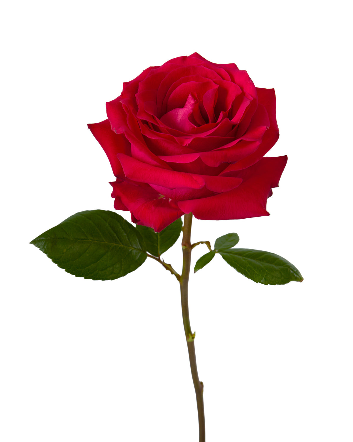 French Kiss Rose
