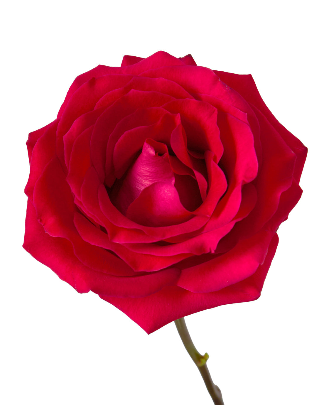 Wholesale Pink Love Rose | PetalJet