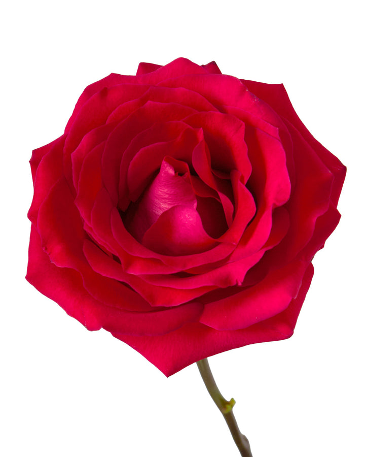 French Kiss Rose