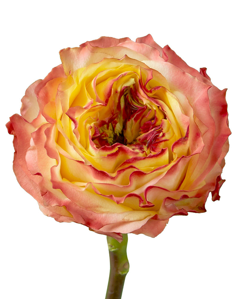 Fuego Rose