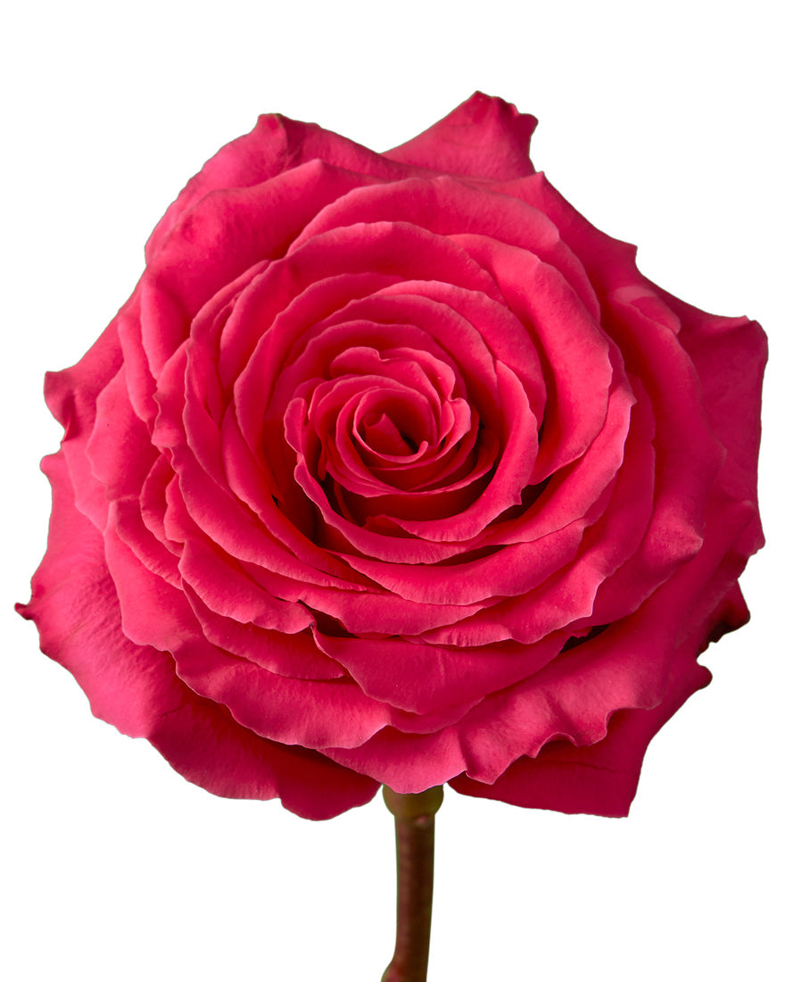 Full Monty Rose - Petaljet