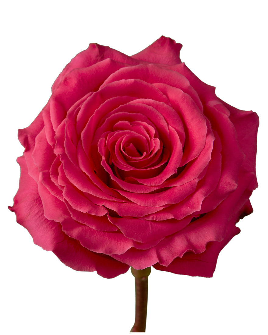 コールポート　Montrose pink モントローズ ピンク 1トリオ　① Wholesale Full Monty Rose | PetalJet