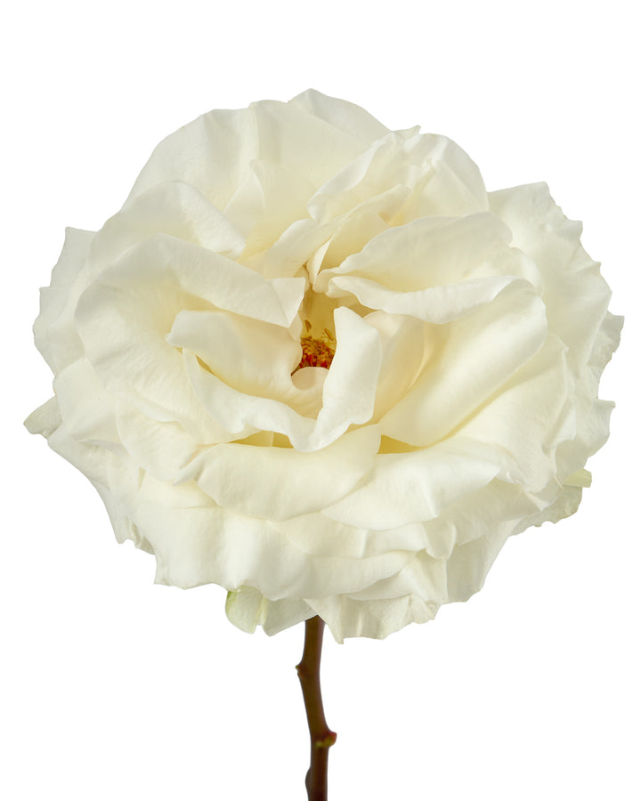 Full Moon Garden Rose