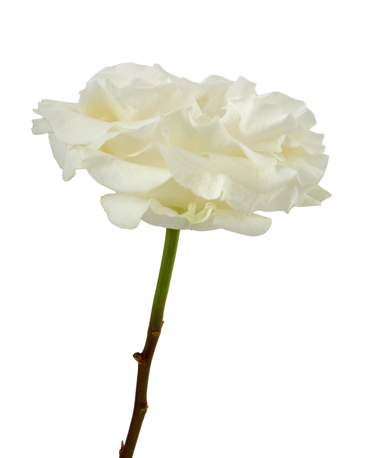 Full Moon Garden Rose