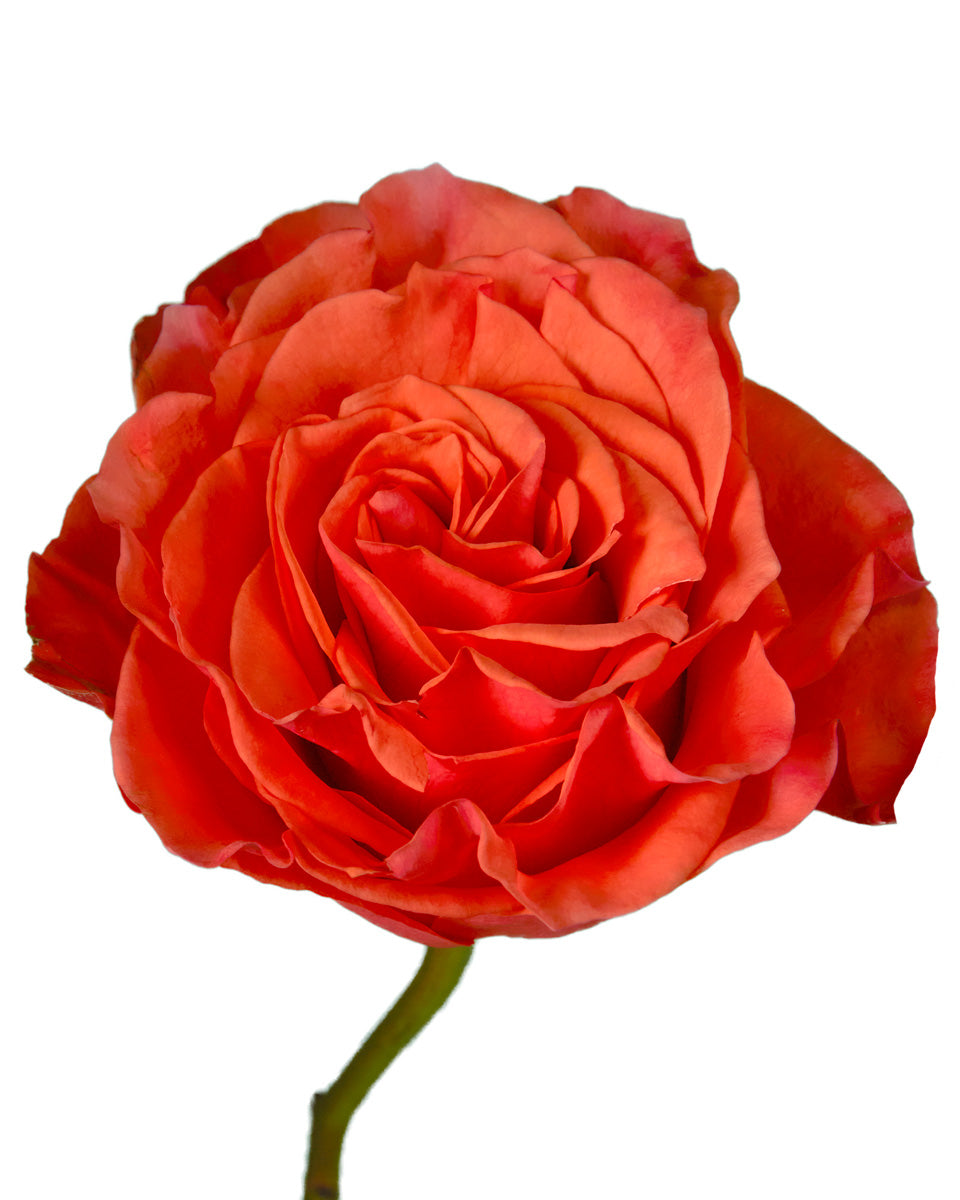 Glam Garden Rose