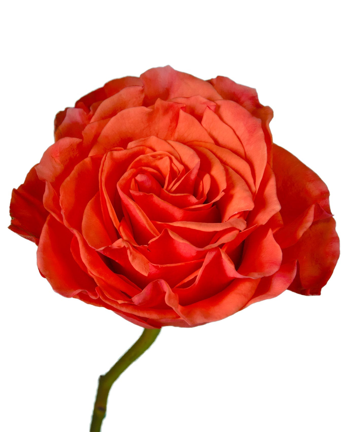 Glam Garden Rose