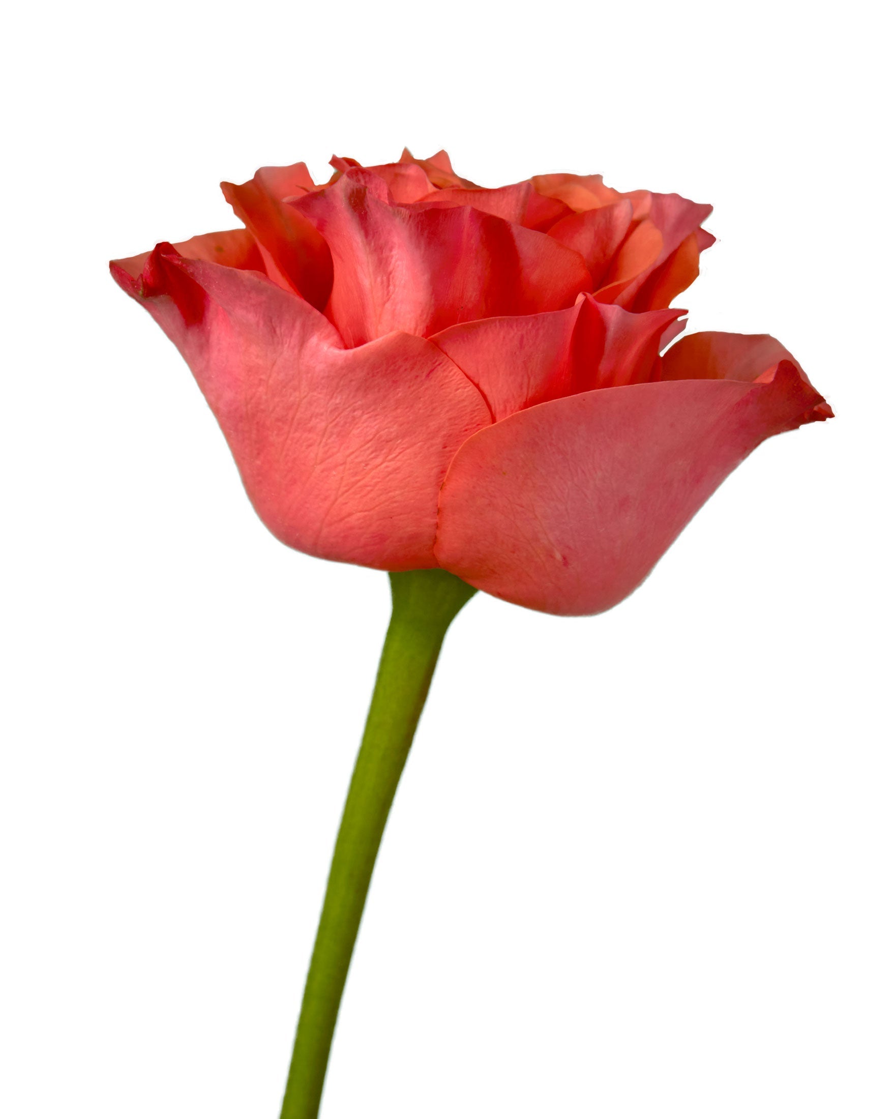 Glam Garden Rose