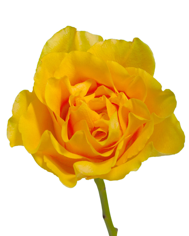 Glitz Rose