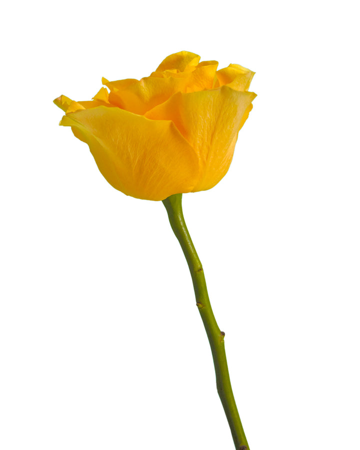 Glitz Rose