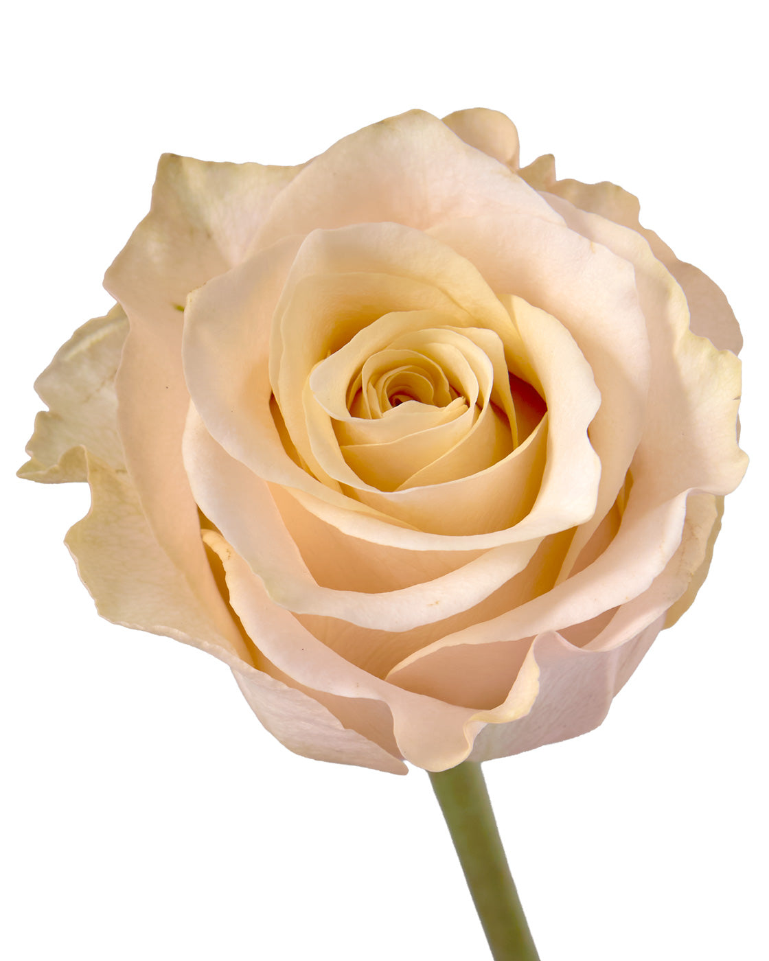 Glow Girl Rose