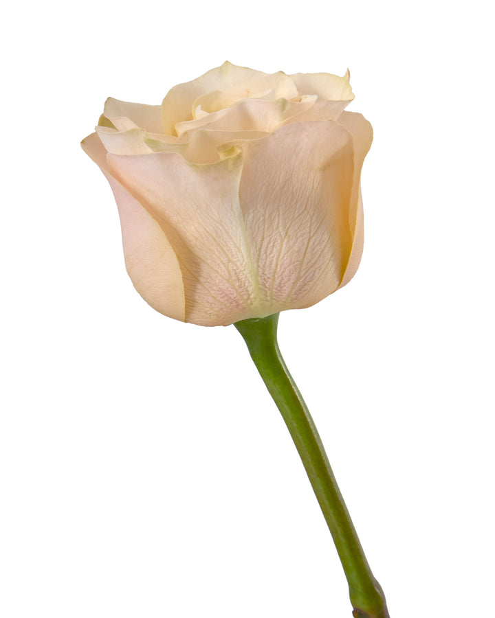Glow Girl Rose