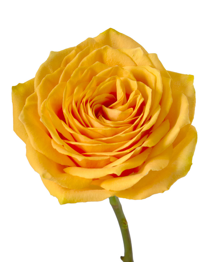 Golden Beach Rose