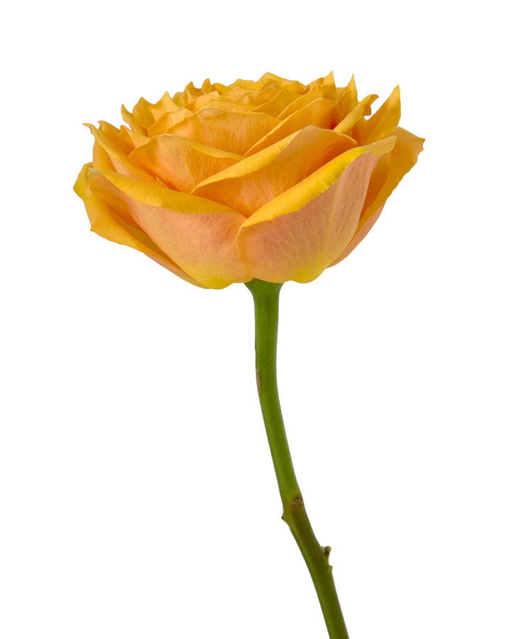 Golden Beach Rose