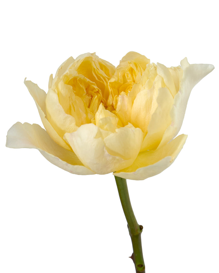 Golden Dragonfly Garden Rose