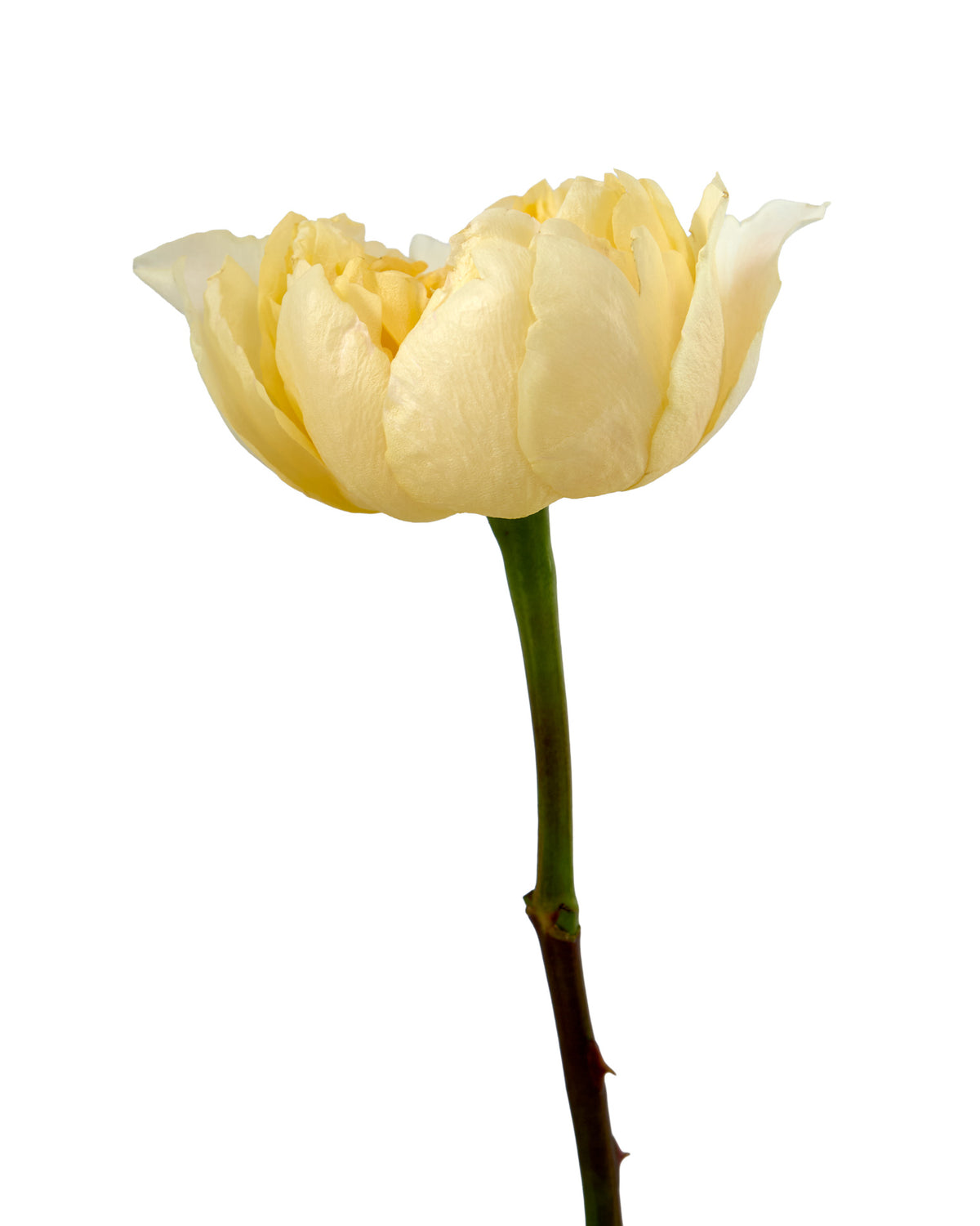 Golden Dragonfly Garden Rose Valentine Day