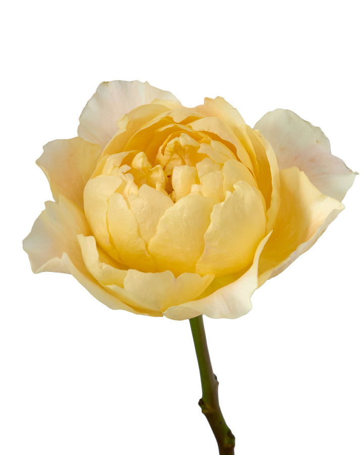 Golden Dragonfly Garden Rose Valentine Day