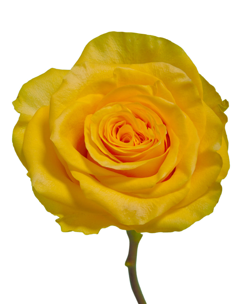 Golden Globe Rose