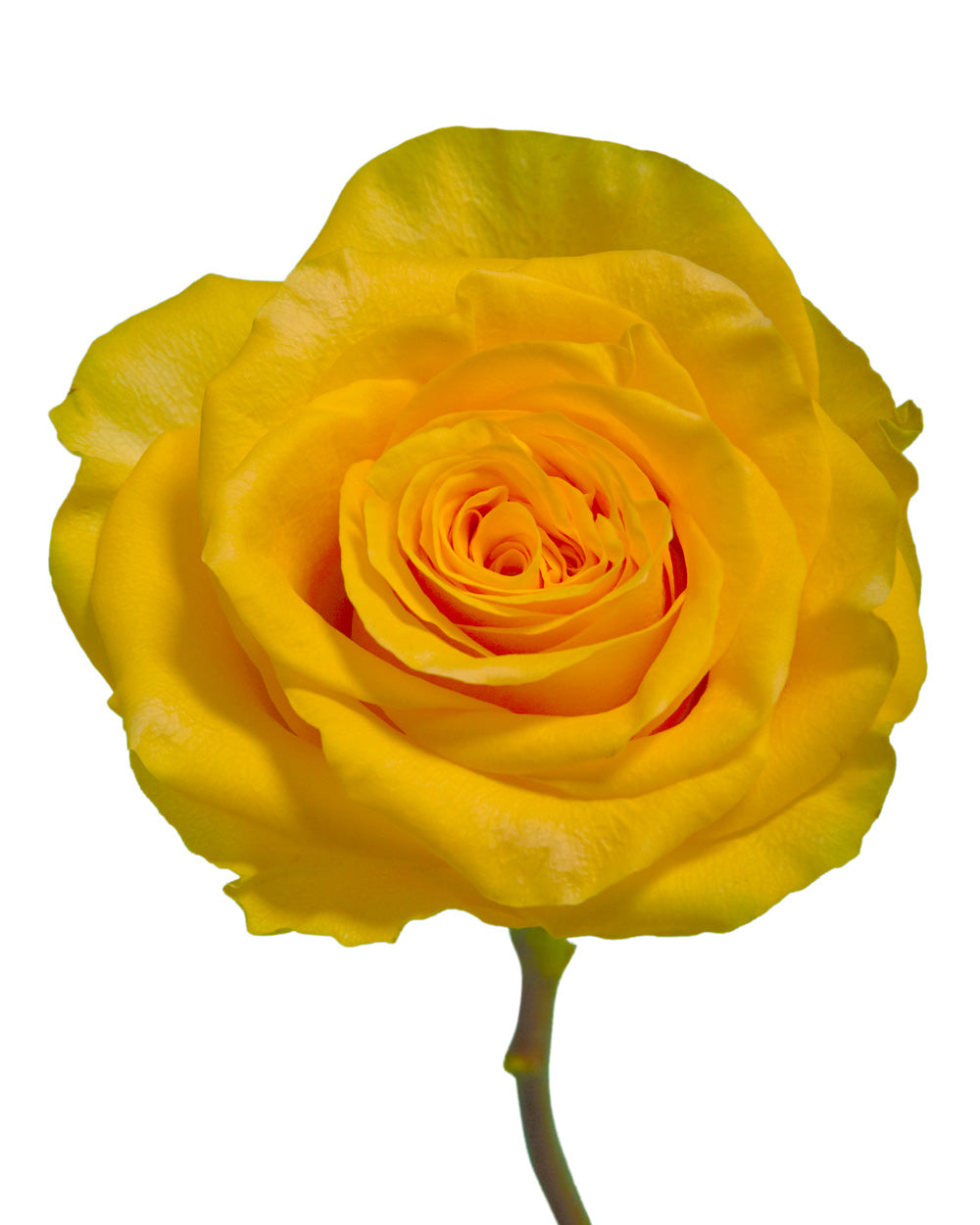 Golden Globe Rose