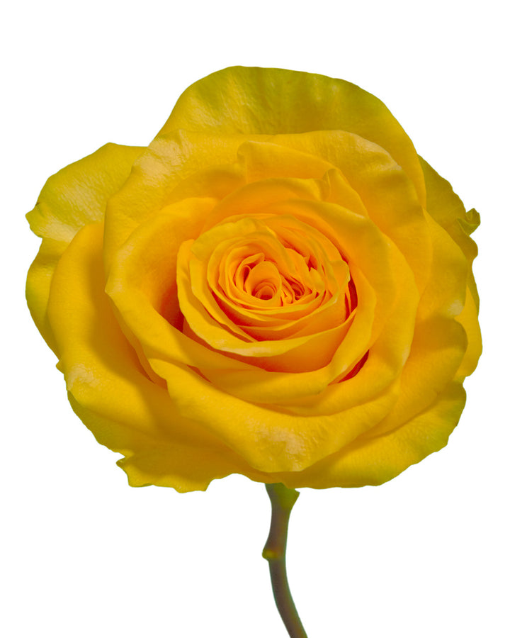 Golden Globe Rose