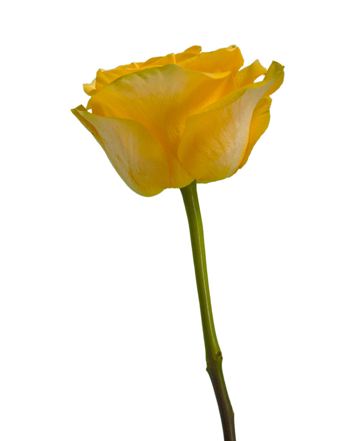 Golden Globe Rose