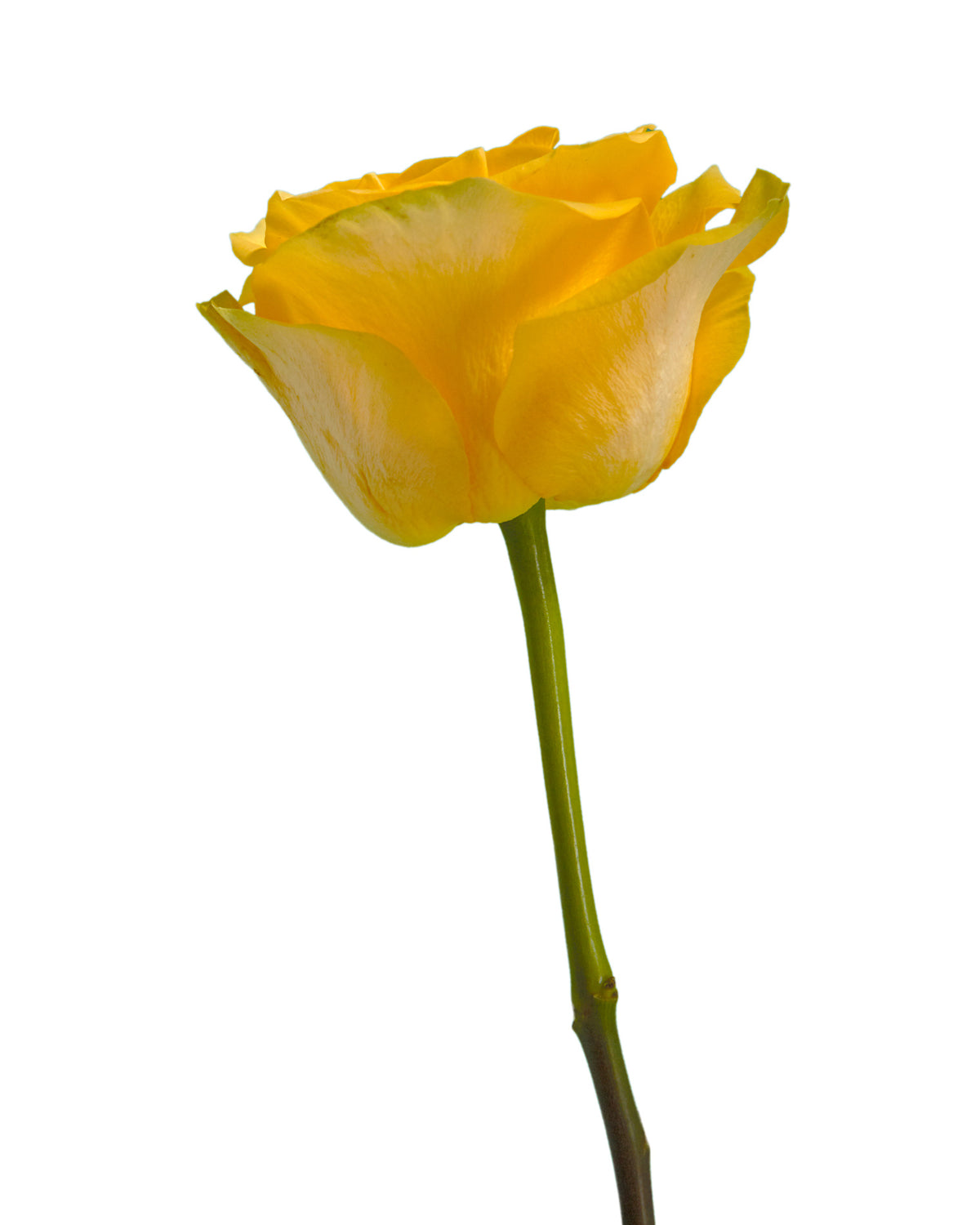 Golden Globe Rose