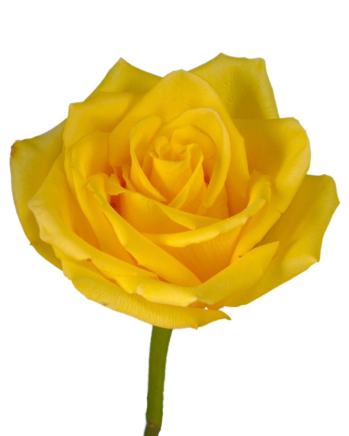 Golden Glory Rose