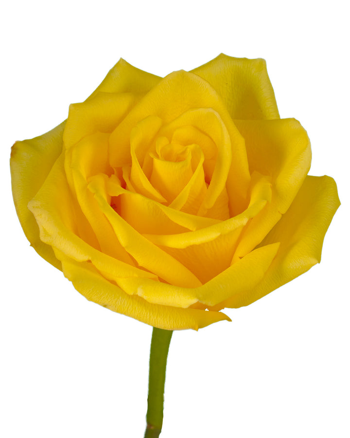 Golden Glory Rose