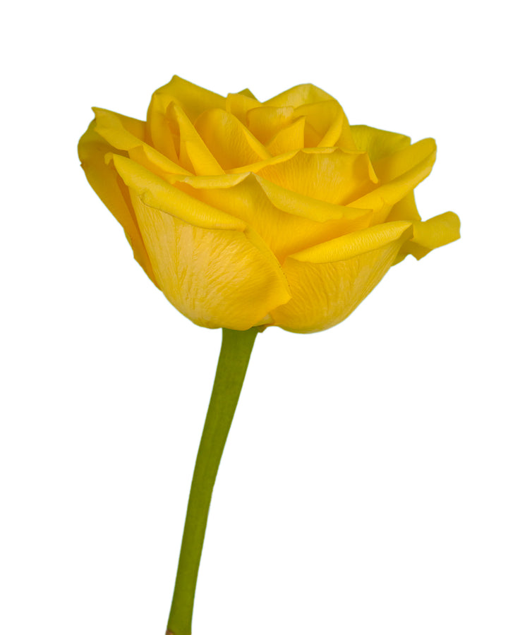 Golden Glory Rose