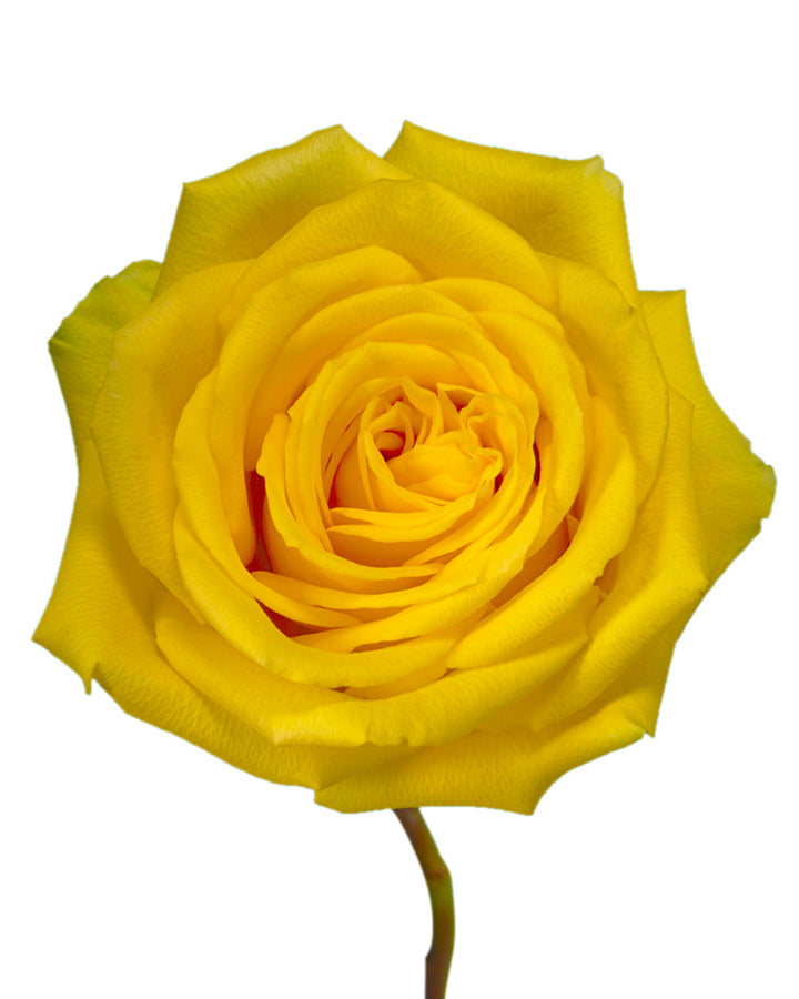 Goldfinch Rose