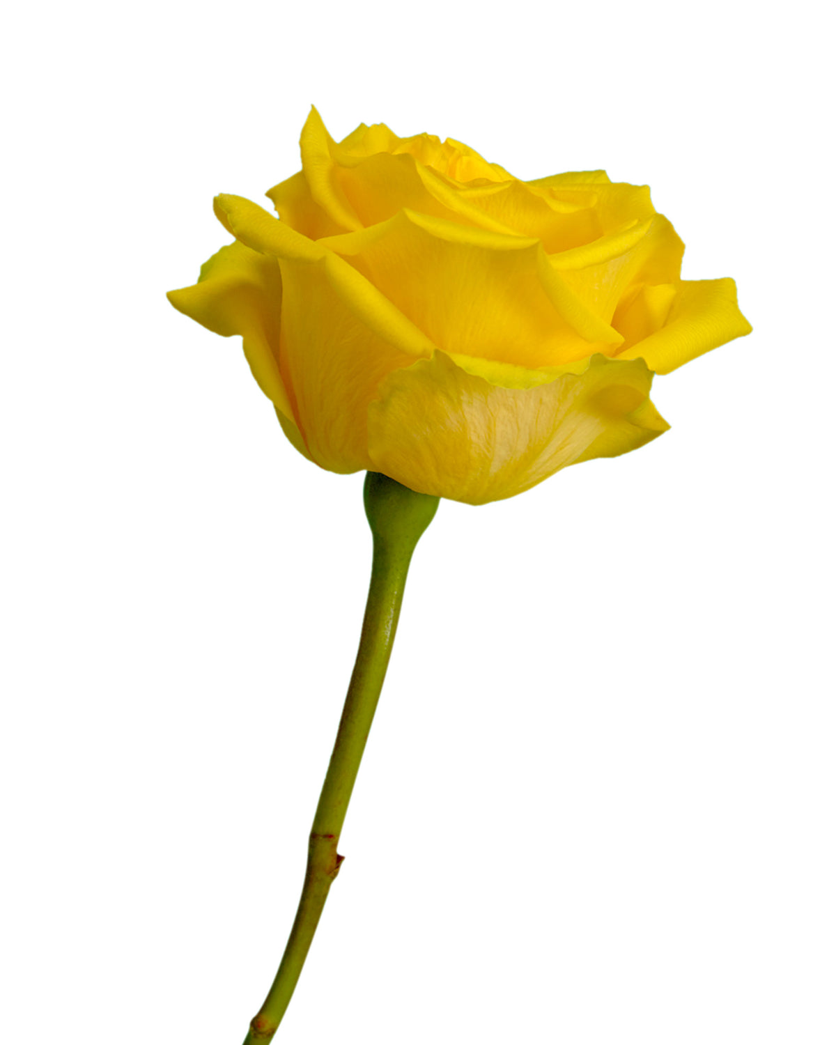 Goldfinch Rose