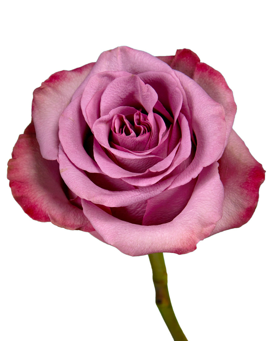 Govinda Rose