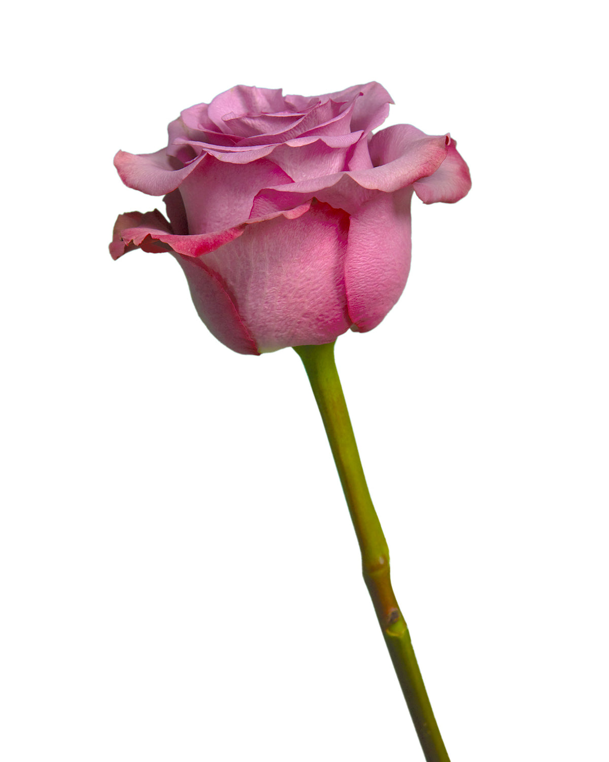 Govinda Rose