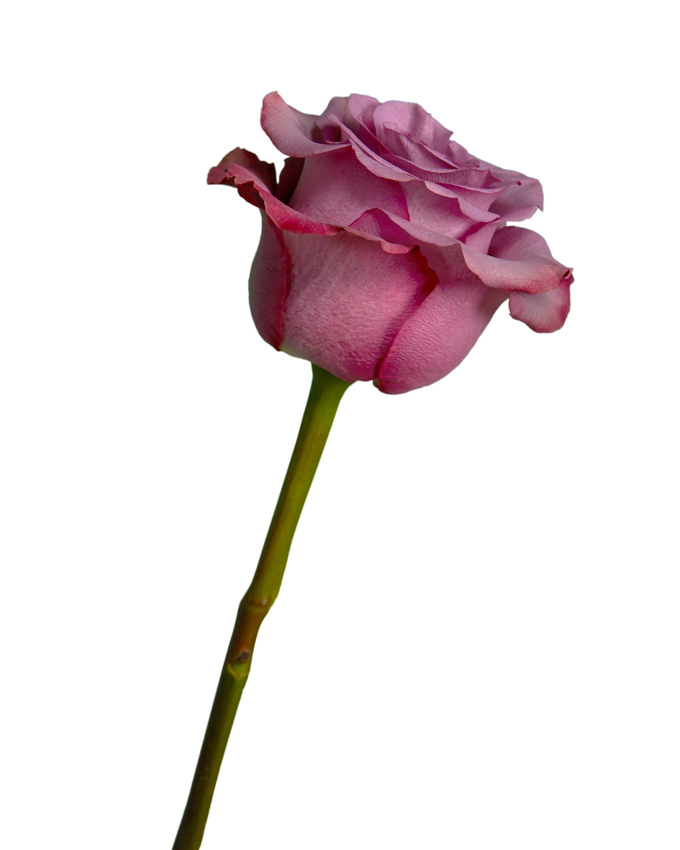 Govinda Rose